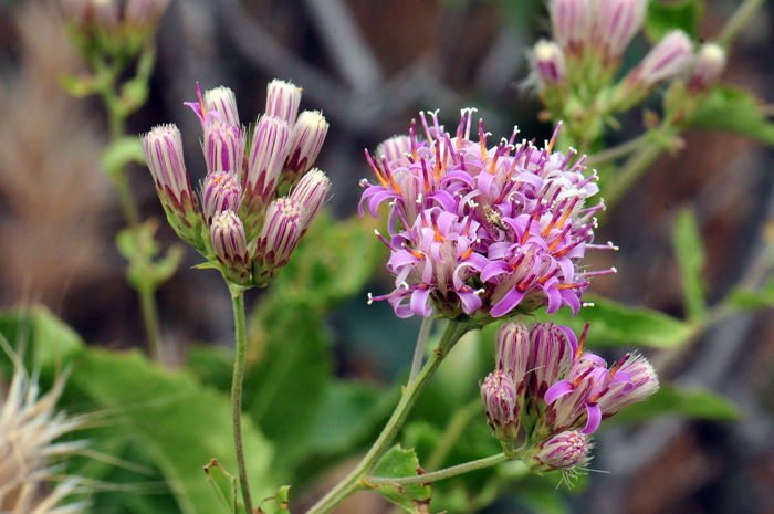 Brownfoot has 8 to 12 florets per head in contrast with A. thurberi which has 3 to 6 florets per head. Note in photo the linear to lanceolate bracts or phyllaries in 2 to 3 series. Acourtia wrightii 